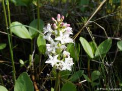 Menyanthes trifoliata