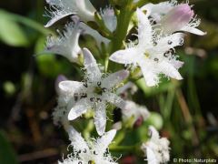 Menyanthes trifoliata