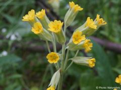 Primula veris