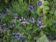 Prunella vulgaris