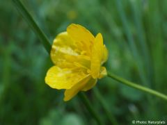 Ranunculus acris