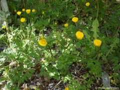 Ranunculus acris