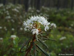 Rhododendron tomentosum