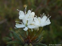Rhododendron tomentosum