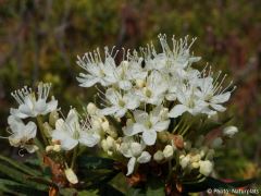 Rhododendron tomentosum