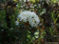 Rhododendron tomentosum