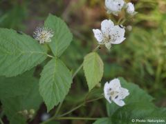 Rubus saxatilis