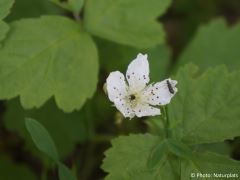 Rubus saxatilis