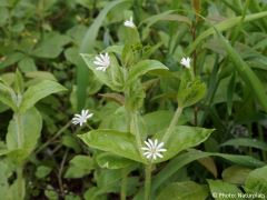 Stellaria nemorum