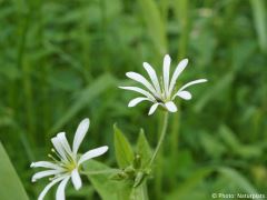 Stellaria nemorum