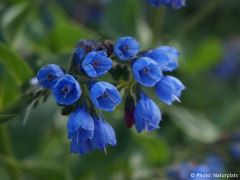 Symphytum officinale