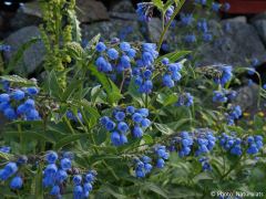 Symphytum officinale