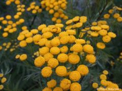 Tanacetum vulgare