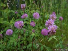 Trifolium pratense