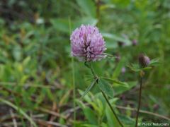 Trifolium pratense