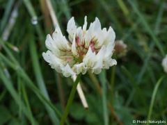 Trifolium repens