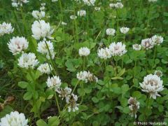 Trifolium repens