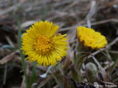 Tussilago farfara