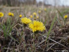 Tussilago farfara