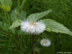 Tussilago farfara
