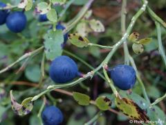 Vaccinium myrtillus
