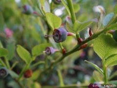 Vaccinium myrtillus