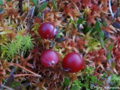 Vaccinium oxycoccos