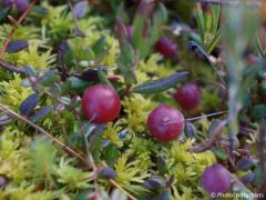 Vaccinium oxycoccos
