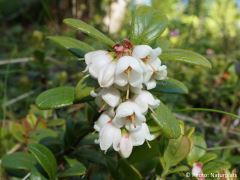 Vaccinium vitis-idaea