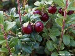 Vaccinium vitis-idaea