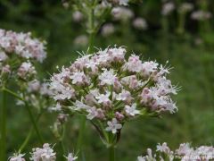 Valeriana officinalis