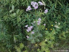 Valeriana officinalis