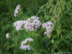Valeriana officinalis