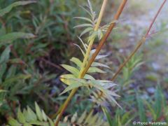 Valeriana officinalis