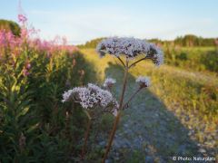 Valeriana officinalis