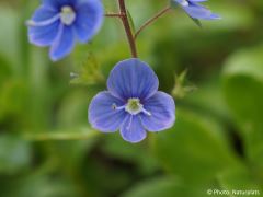 Veronica chamaedrys
