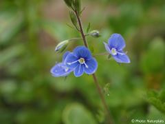 Veronica chamaedrys