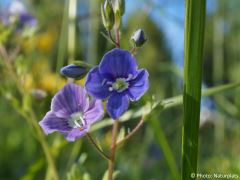Veronica chamaedrys