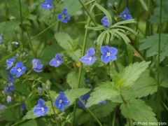 Veronica chamaedrys