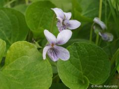Viola palustris