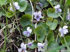 Viola palustris