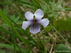 Viola palustris