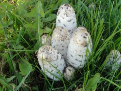 Fjällig bläcksvamp